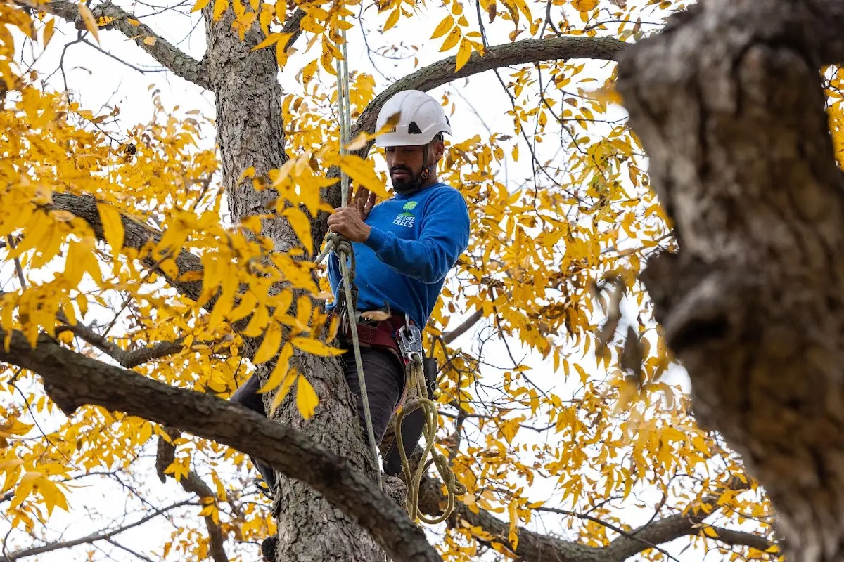 Skilled Tree Pruning crew working in Sand Springs
