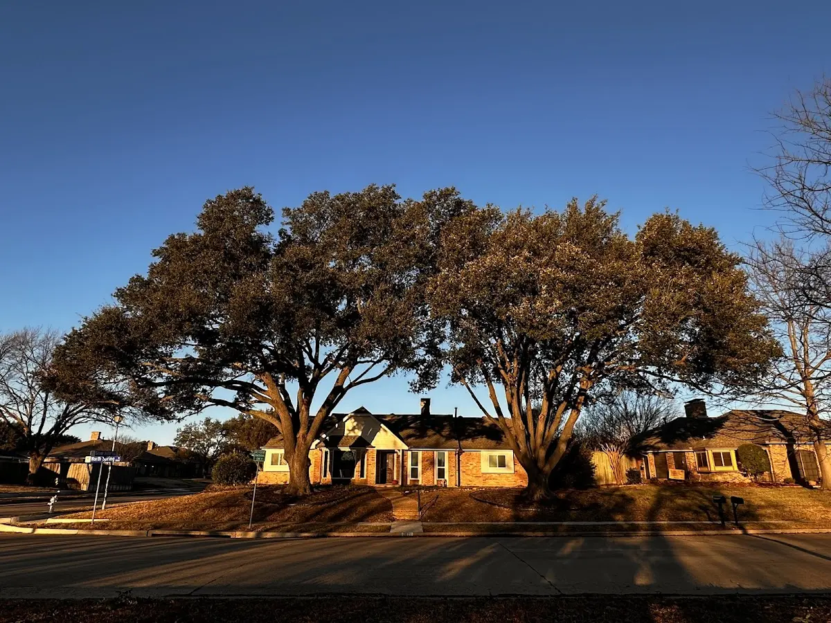Established residential canopy tree shading a home in Sand Springs